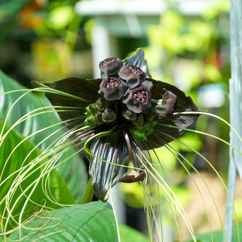 Bat Flower