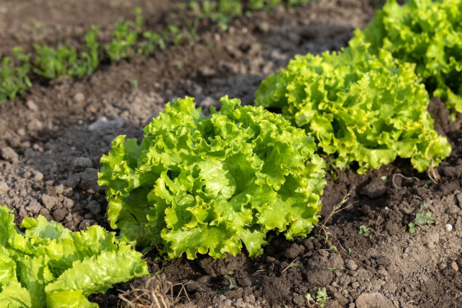 Batavian Lettuce