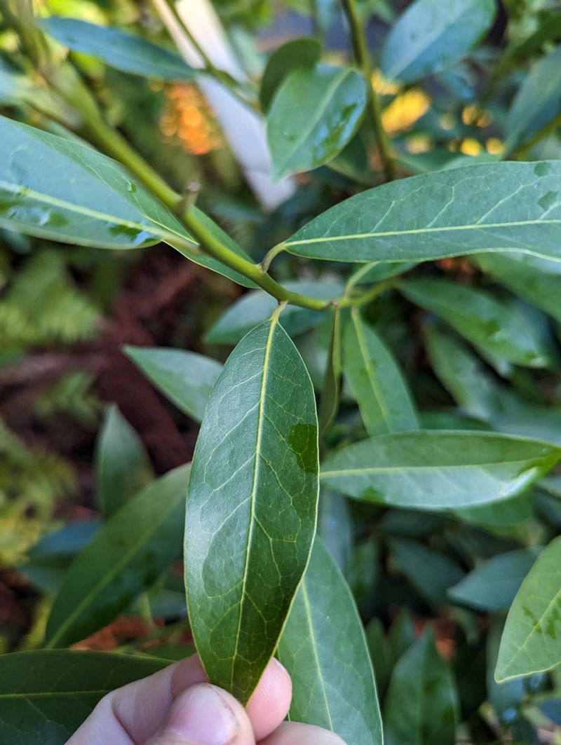 Bay Laurel