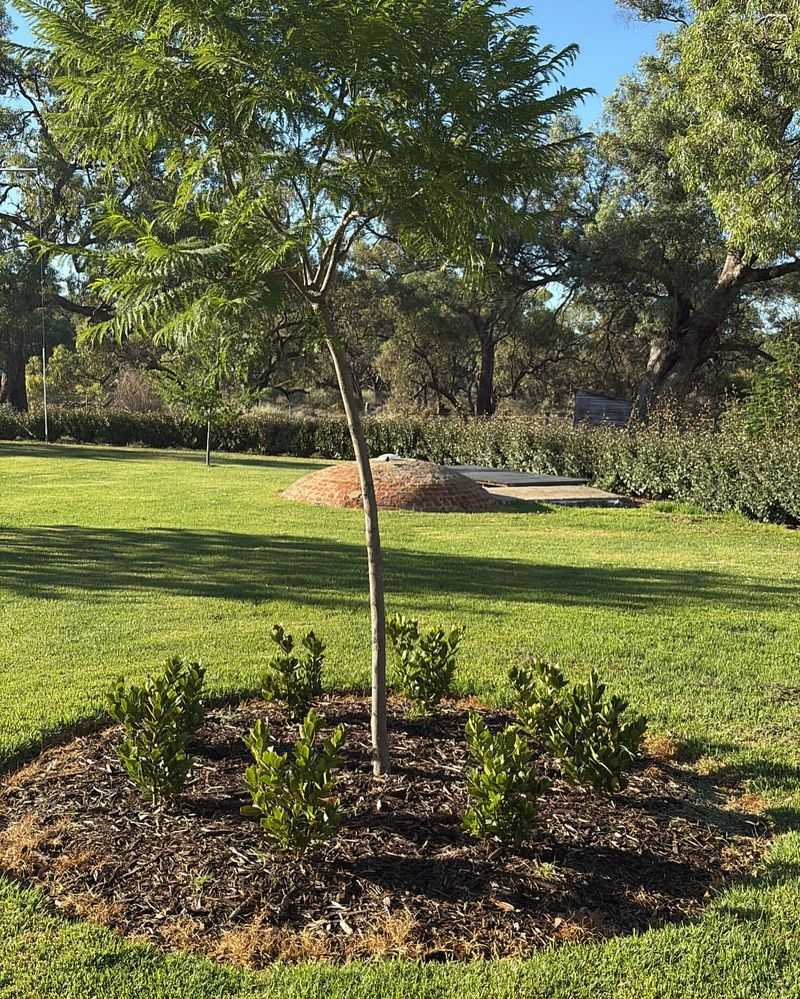 Bay Laurel (Laurus nobilis)