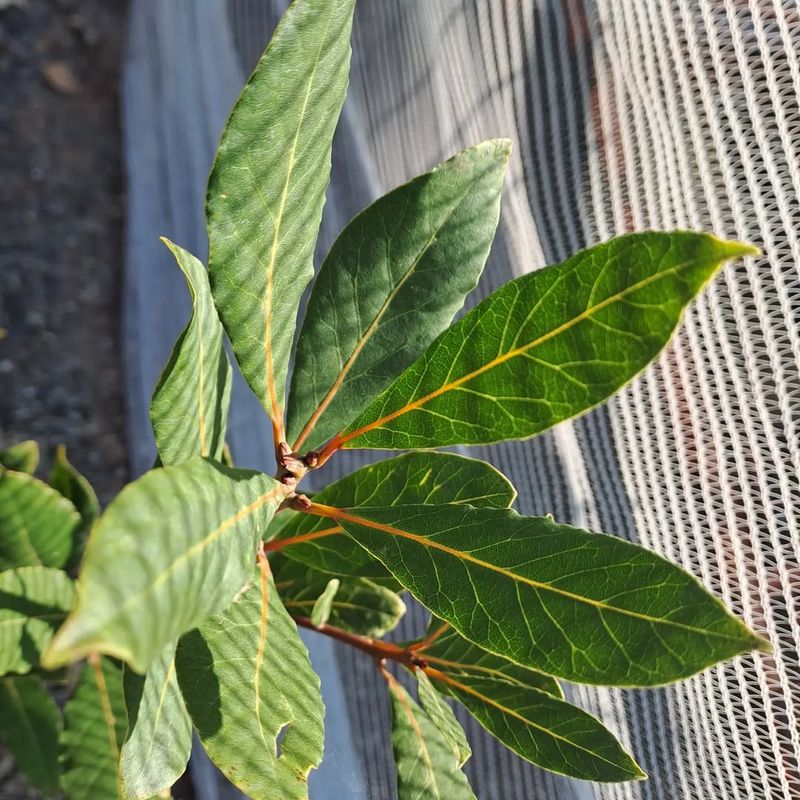 Bay Leaf