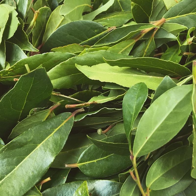 Bay Leaves