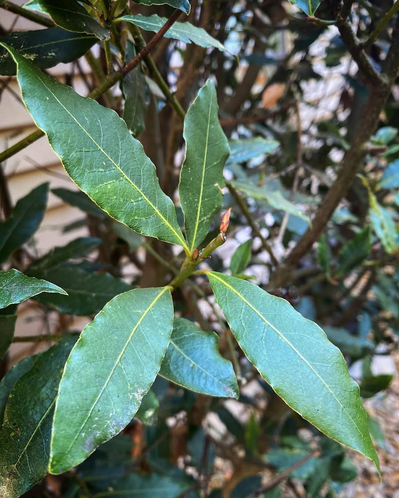 Bay Leaves