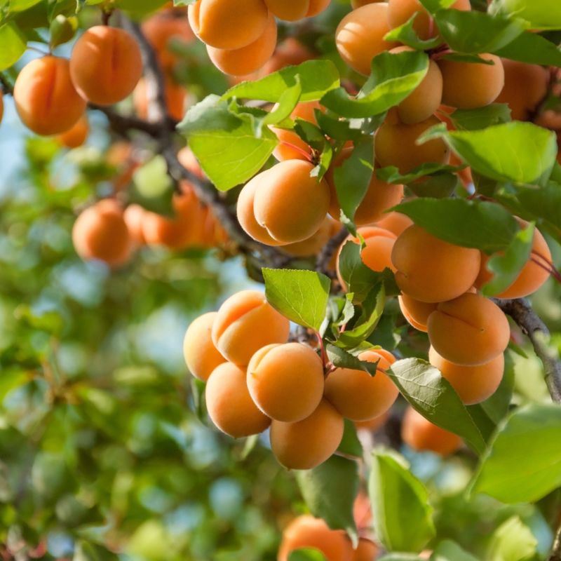 Be Patient as Apricot Trees Take Time to Fruit