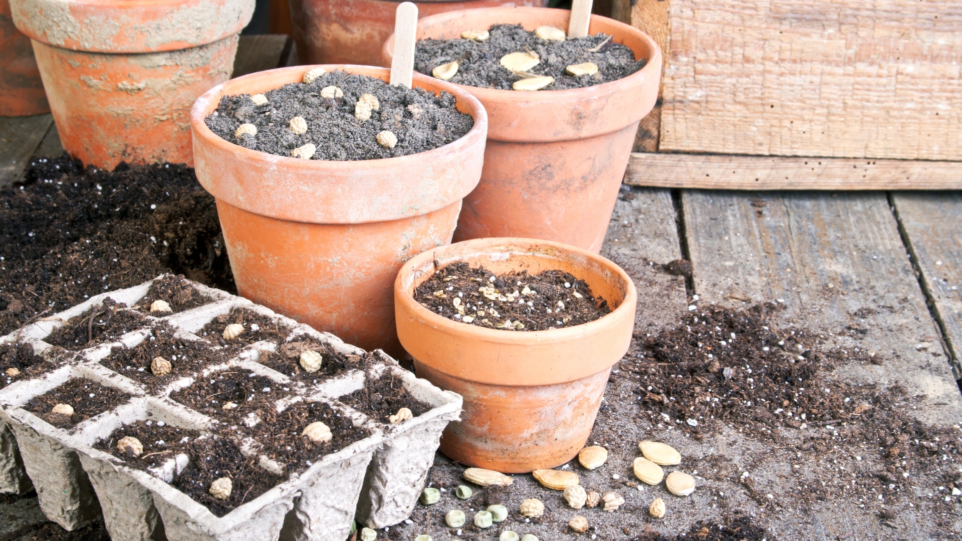 Be Sure To Start Growing These 25 Flower Seeds Early Before Spring Starts