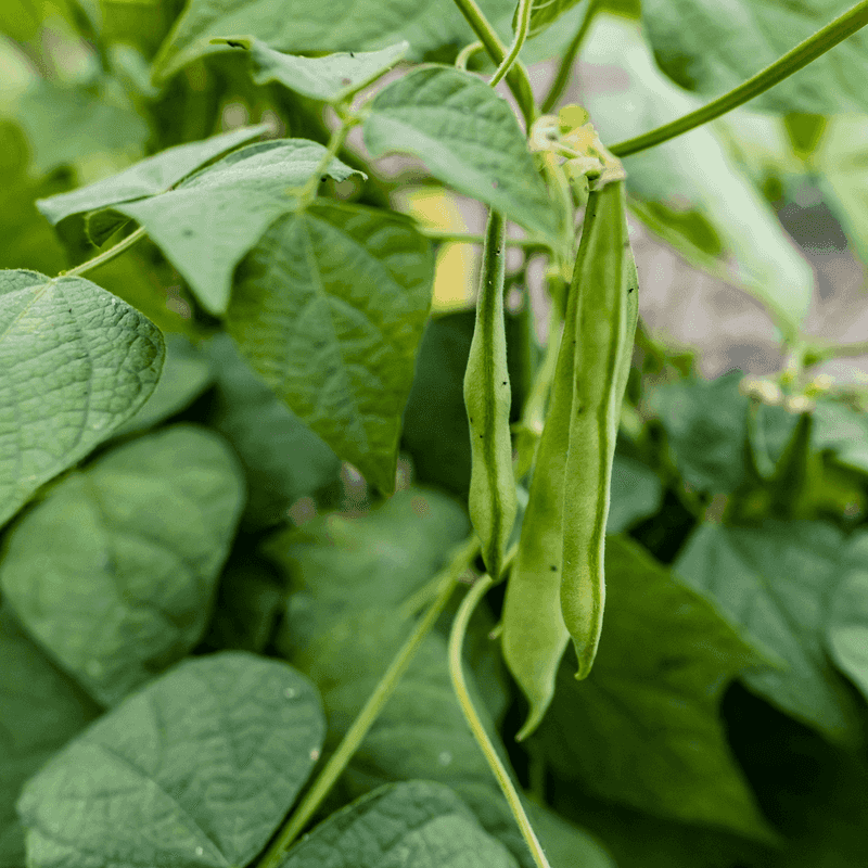 Beans (Bush Types)