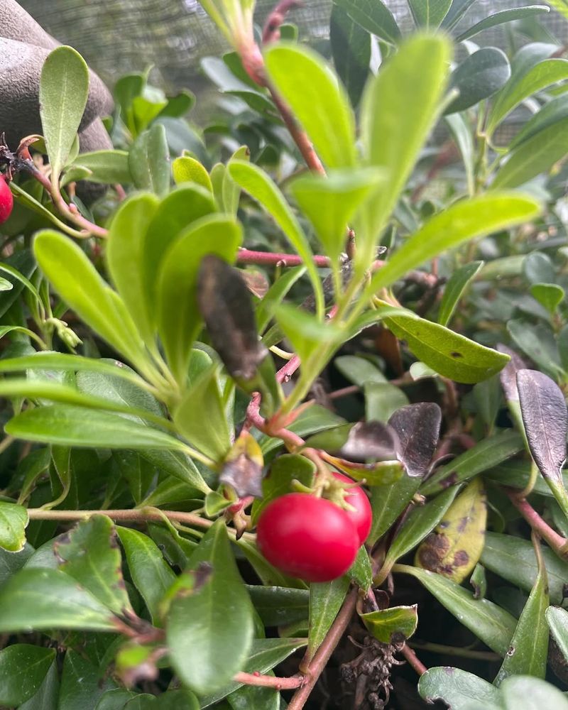 Bearberry