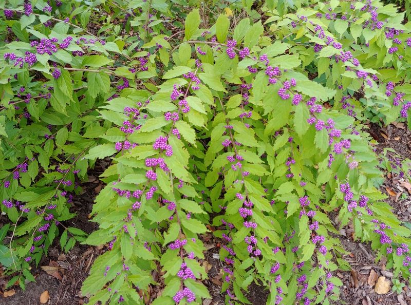 Beautyberry