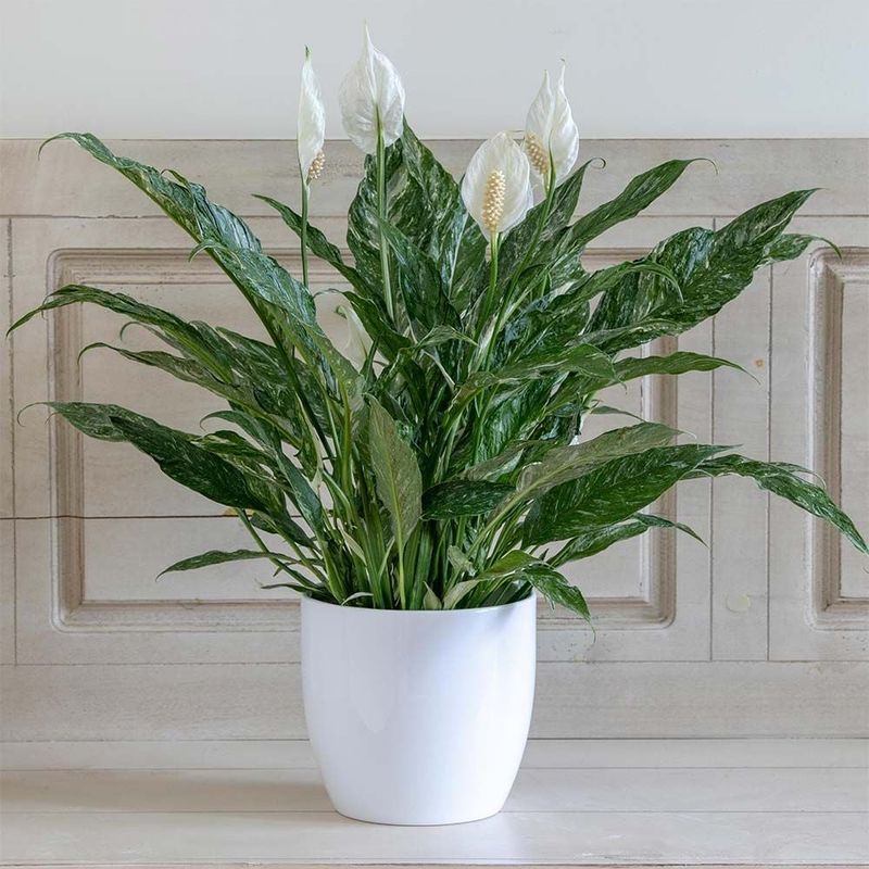 Bedroom: Peace Lily & Lavender