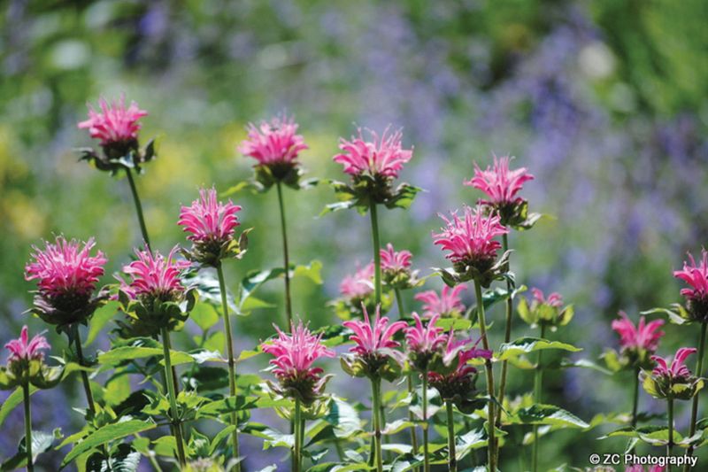 Bee Balm