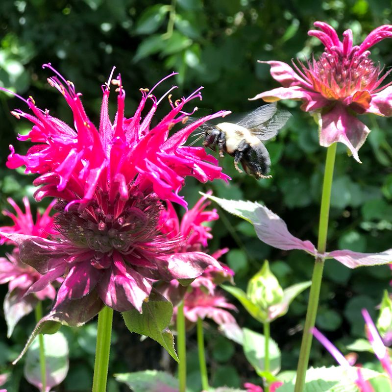 Bee Balm