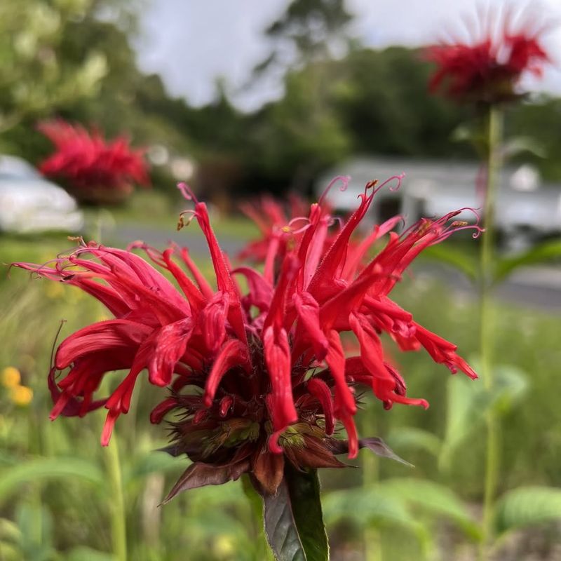 Bee Balm