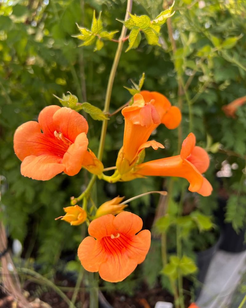 Trumpet Vine