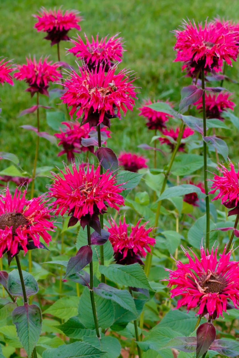 Bee Balm