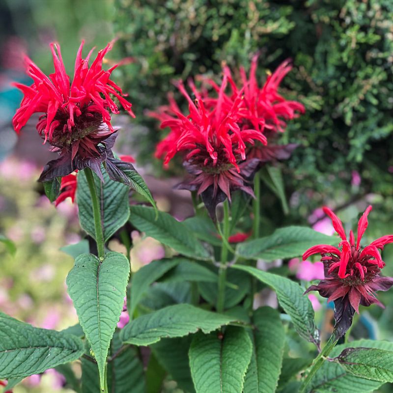 Bee Balm