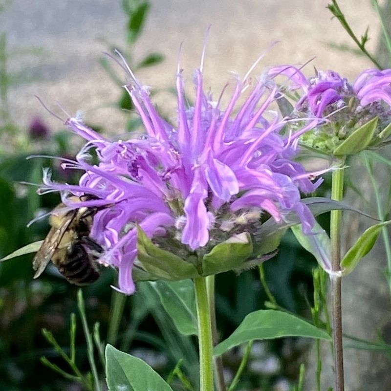 Bee Balm (Monarda didyma)