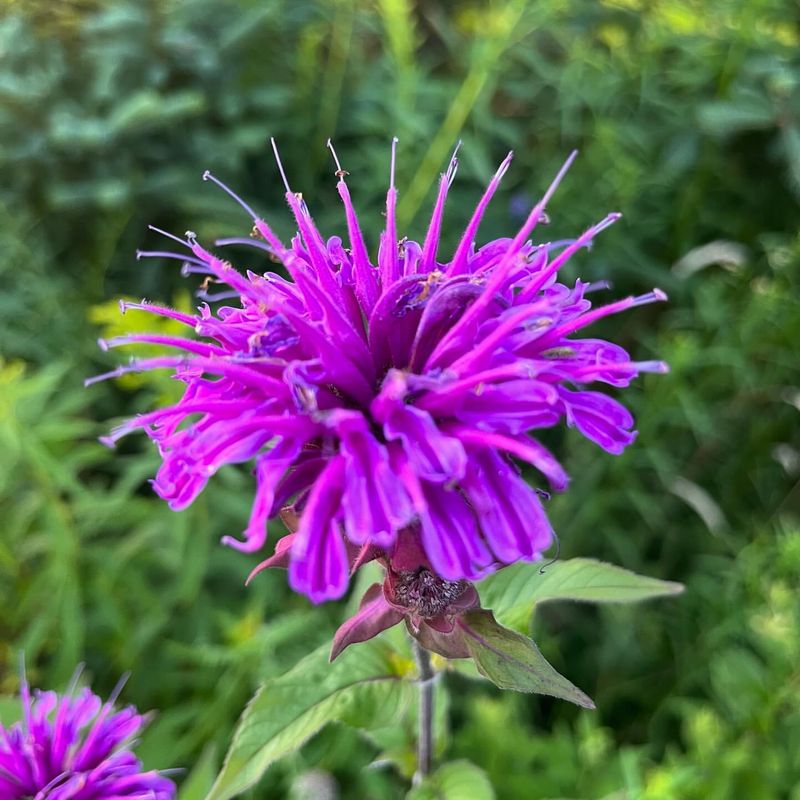 Bee Balm (Monarda)