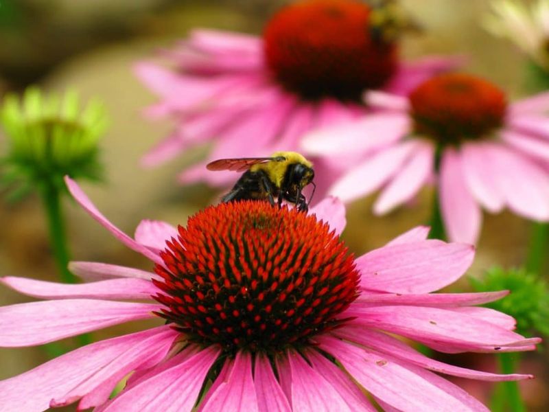 Bee-Friendly Gardens