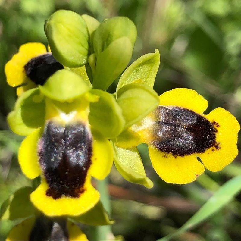 Bee Orchid