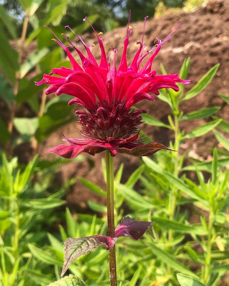 Beebalm (Bergamot)