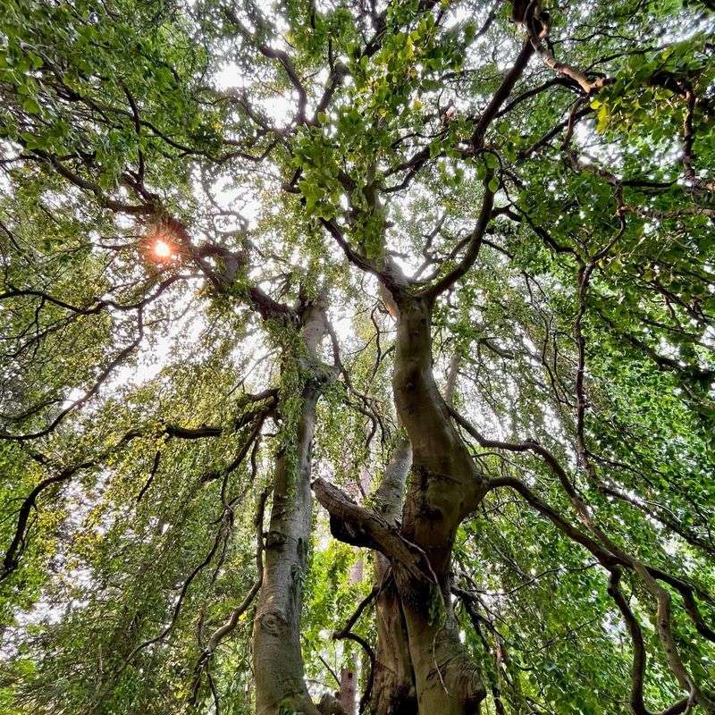 Beech Tree