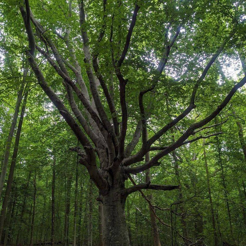 Beech Trees