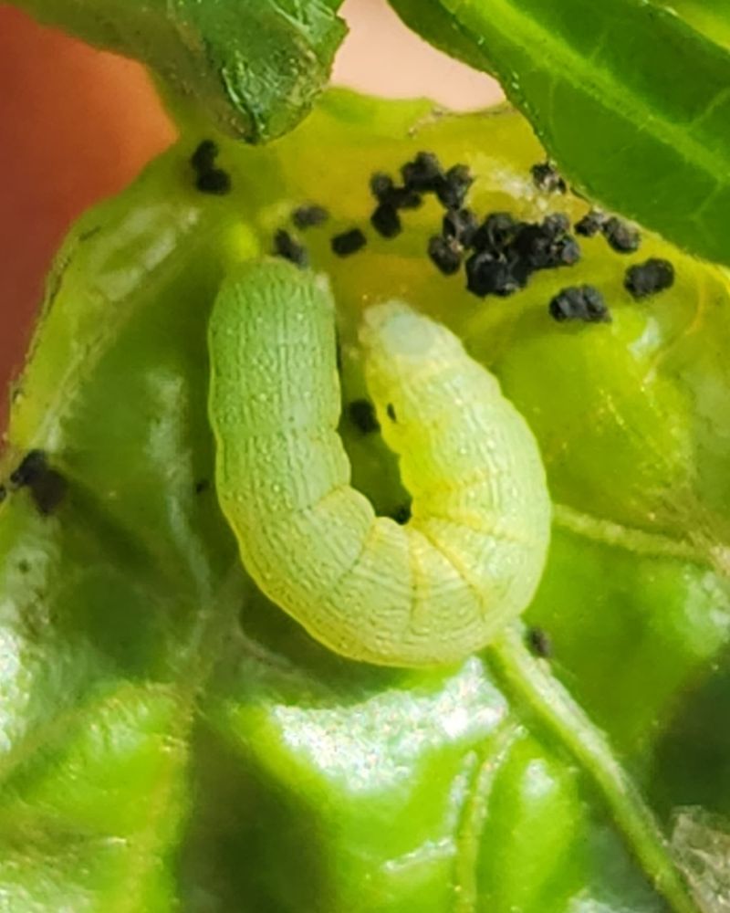 Beet Armyworms