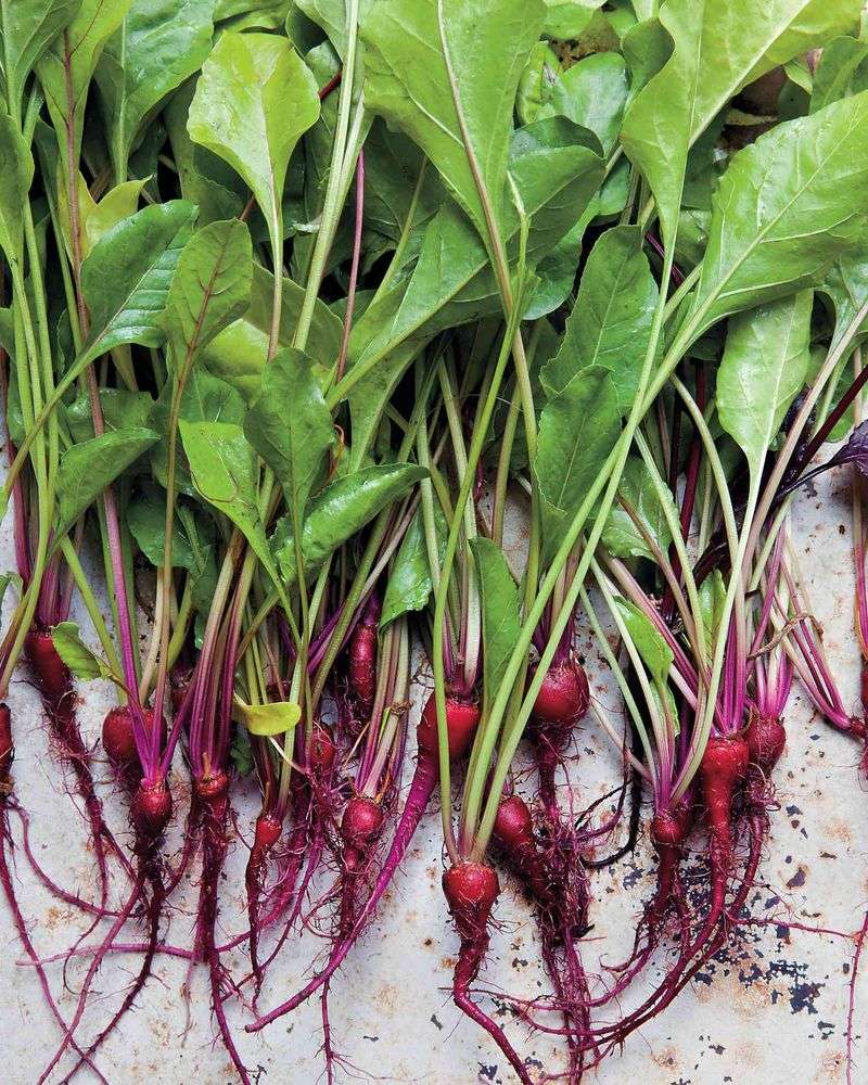 Beet Greens