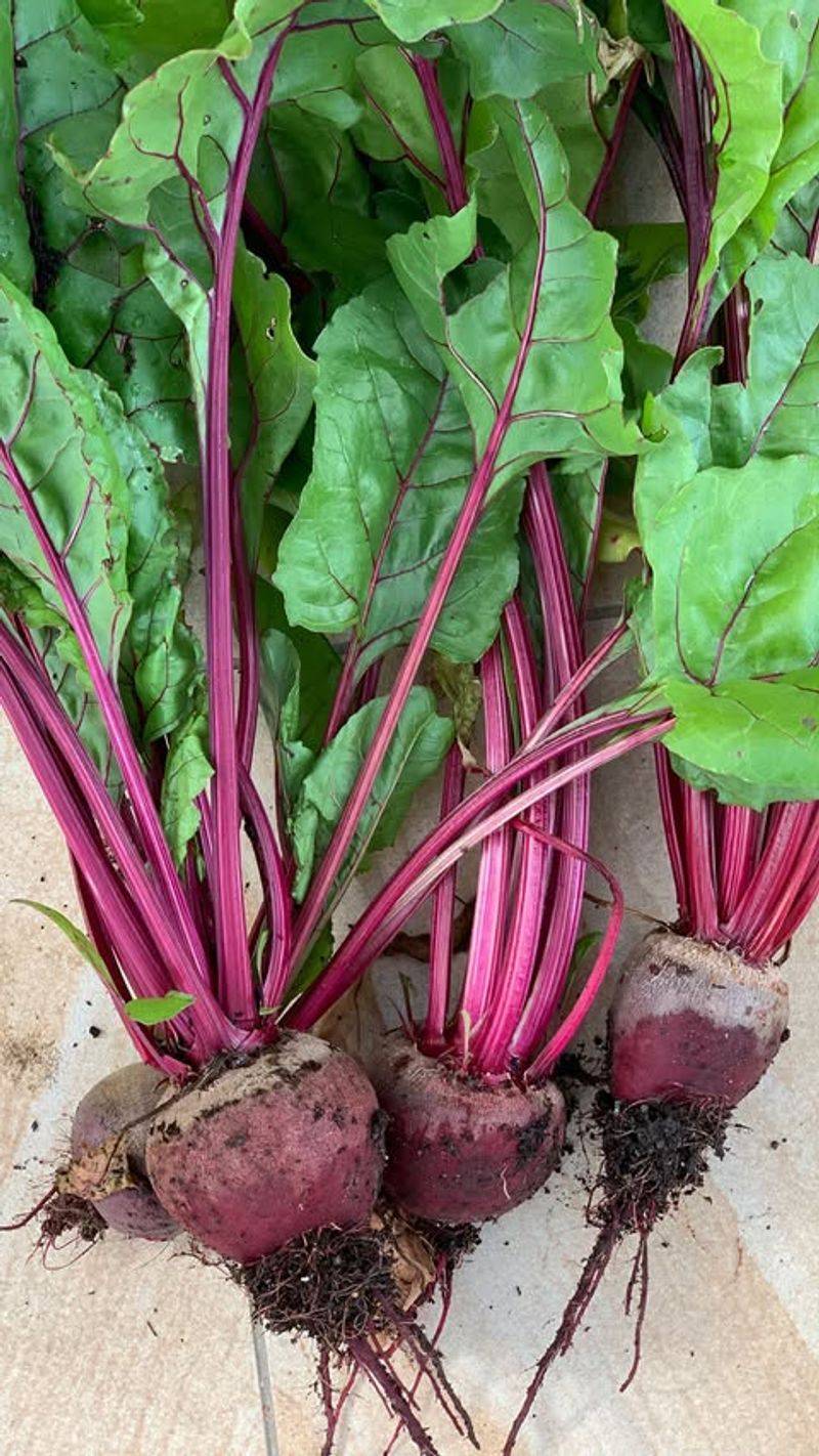Beetroot