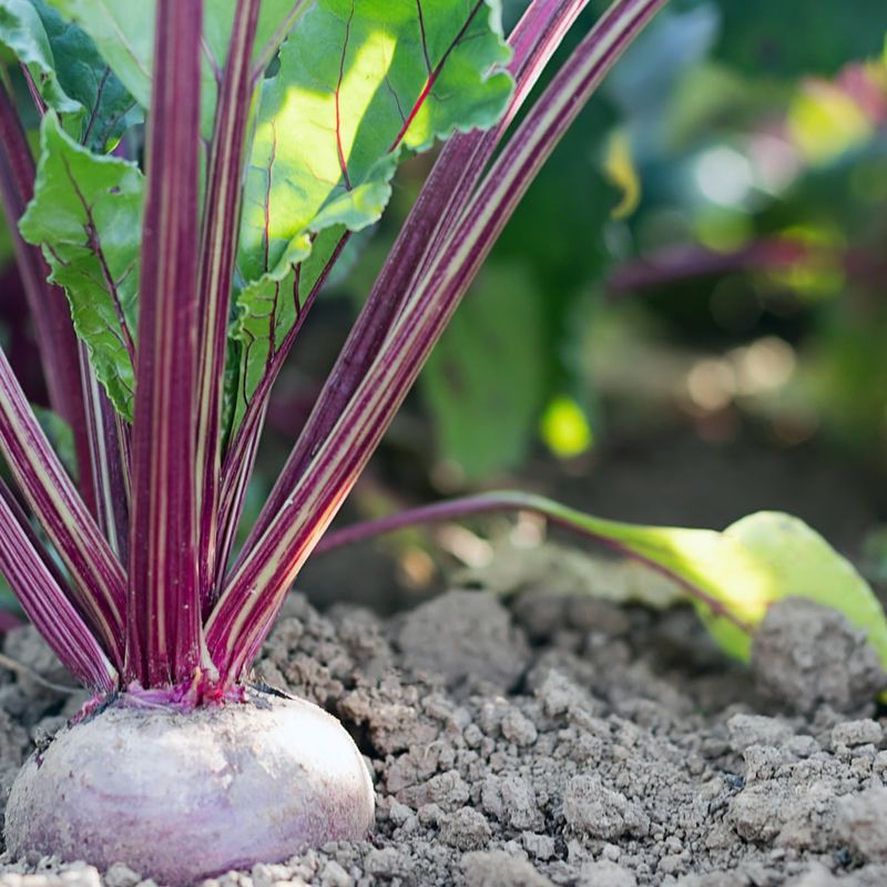 Beetroot