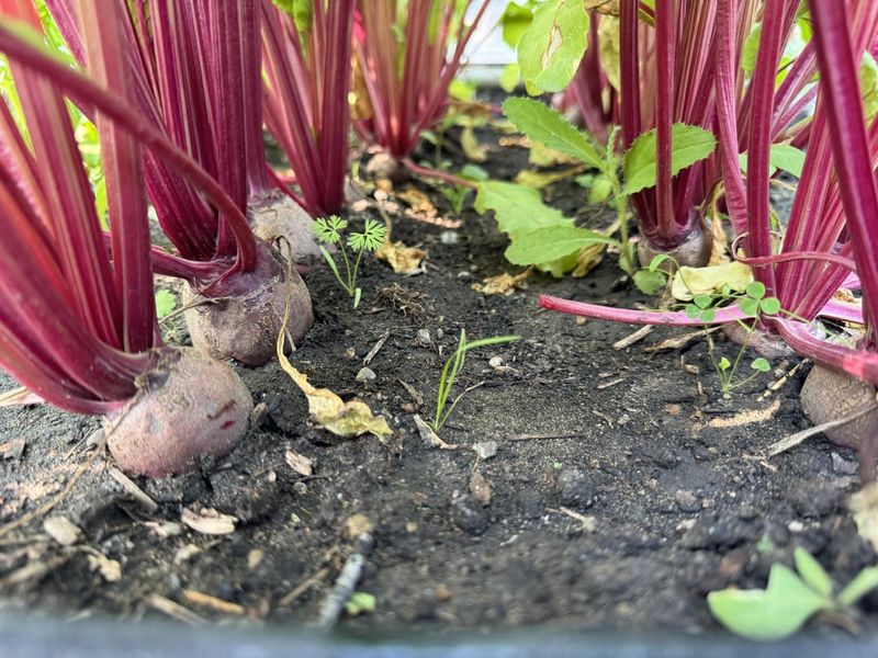 Beets