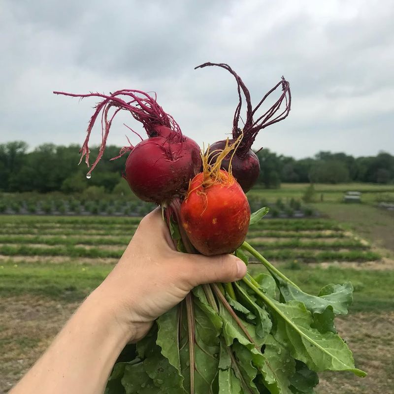 Beets