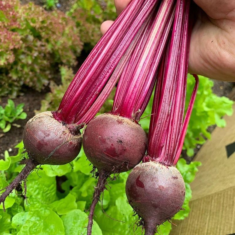 Beets