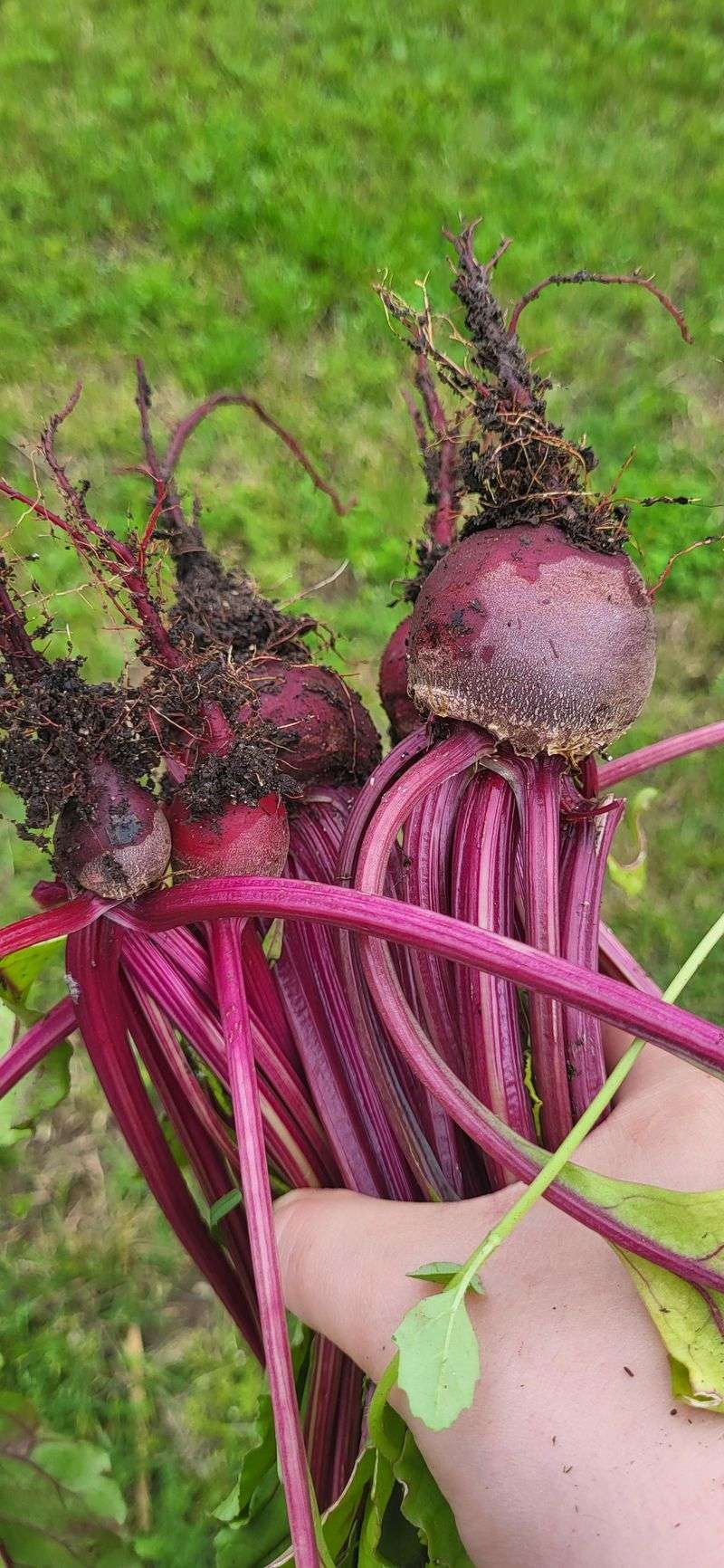 Beets