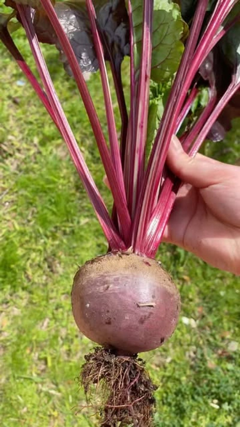 Beets