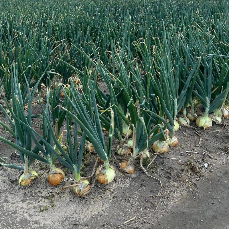 Onions