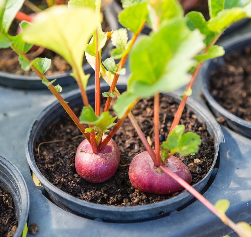 Beets (Baby Varieties)