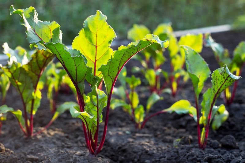 Beets