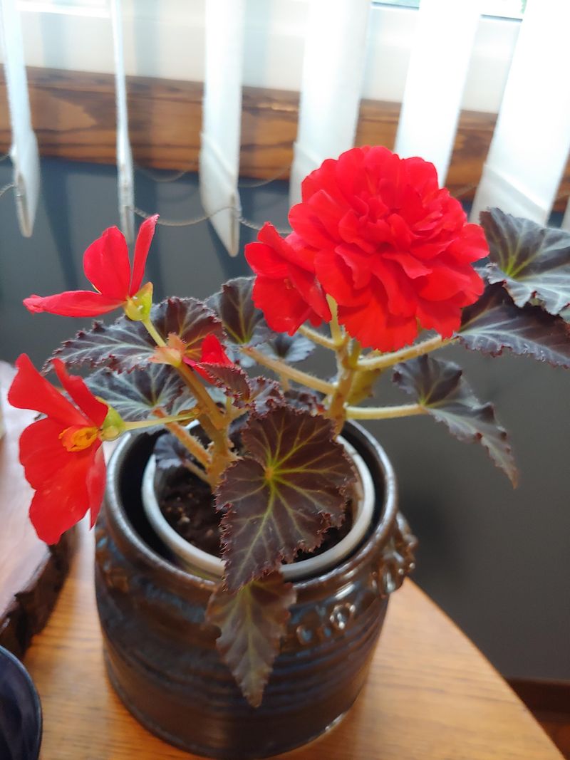 Begonia