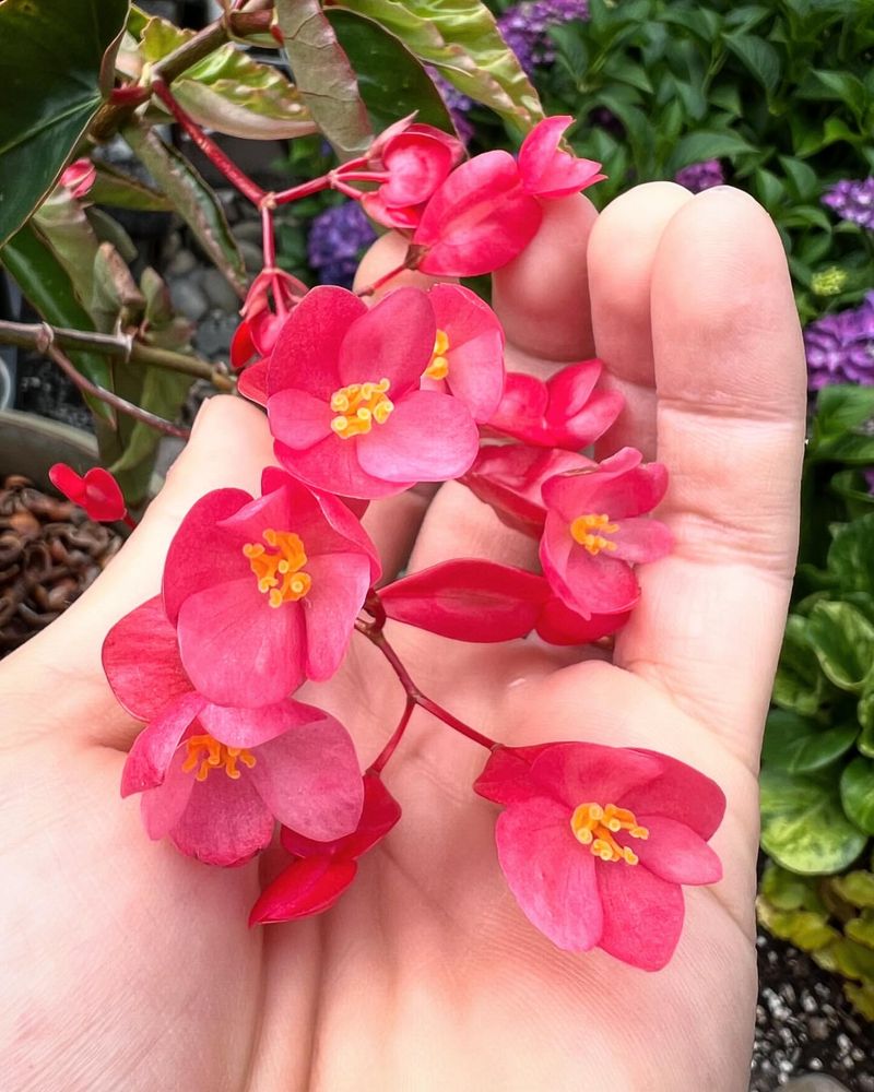 Begonia