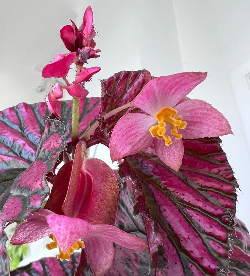 Begonia