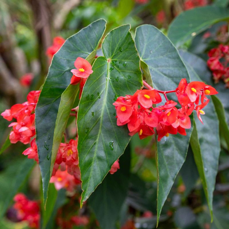 Begonia