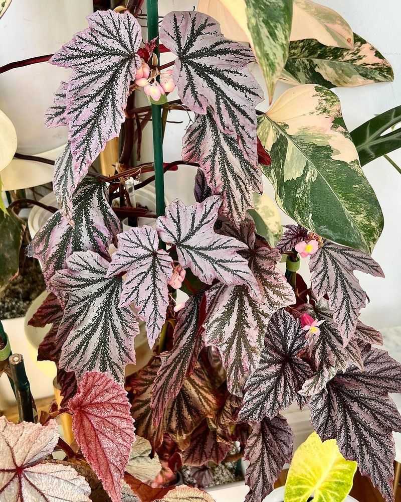 Begonia