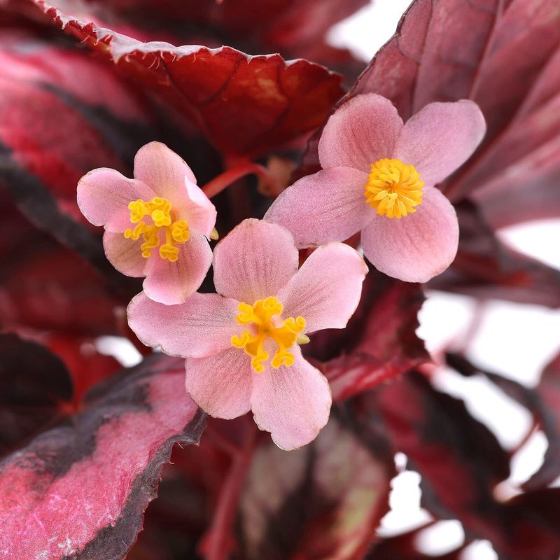 Begonia