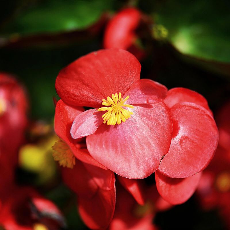 Begonia