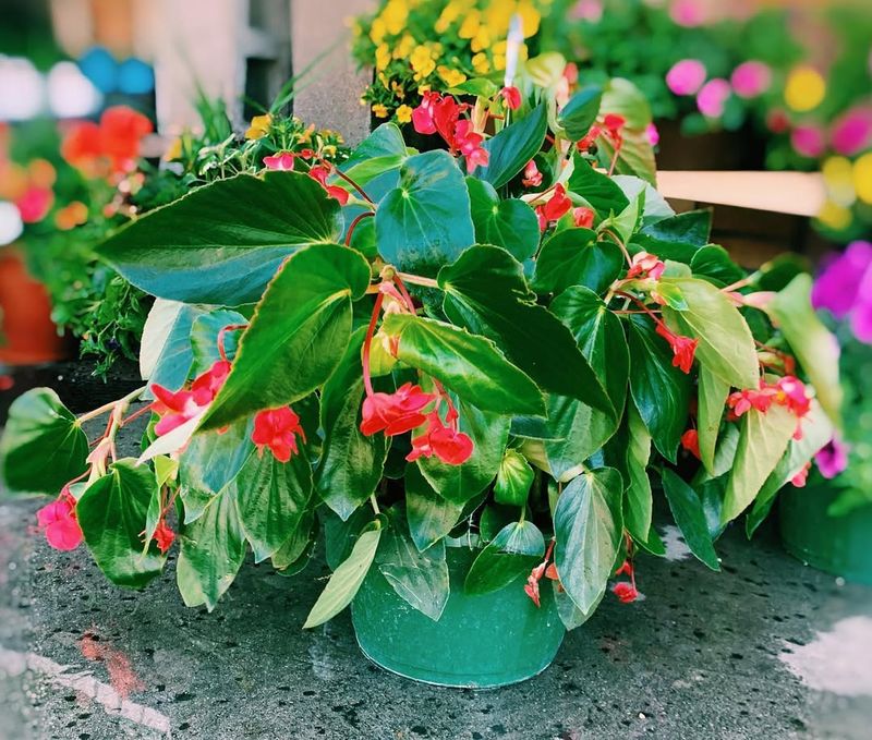 Begonia 'Dragon Wing'