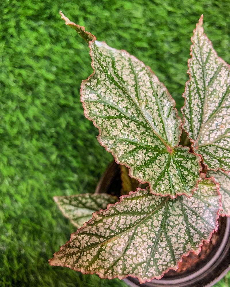 Begonia 'Angel Wing'