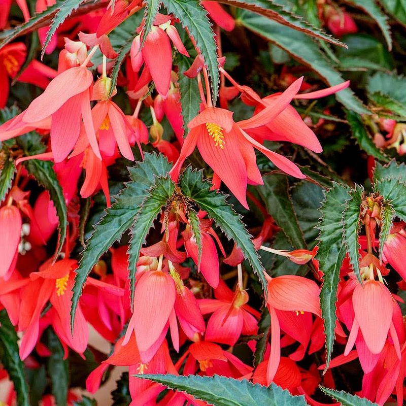 Begonia 'Boliviensis'