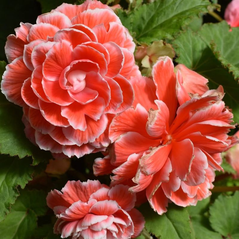 Begonia 'Picotee'