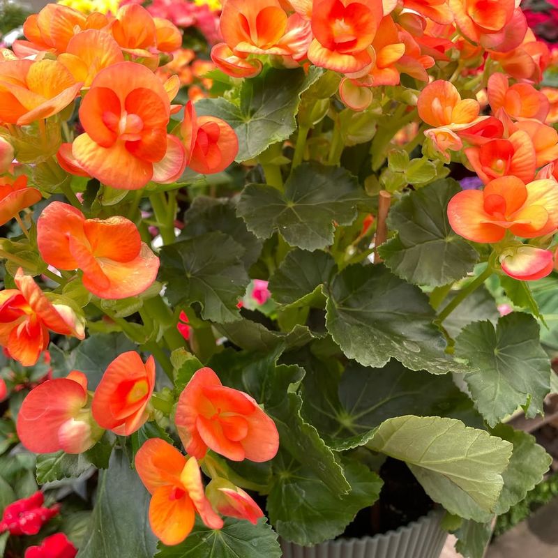 Begonia 'Encanto Orange'